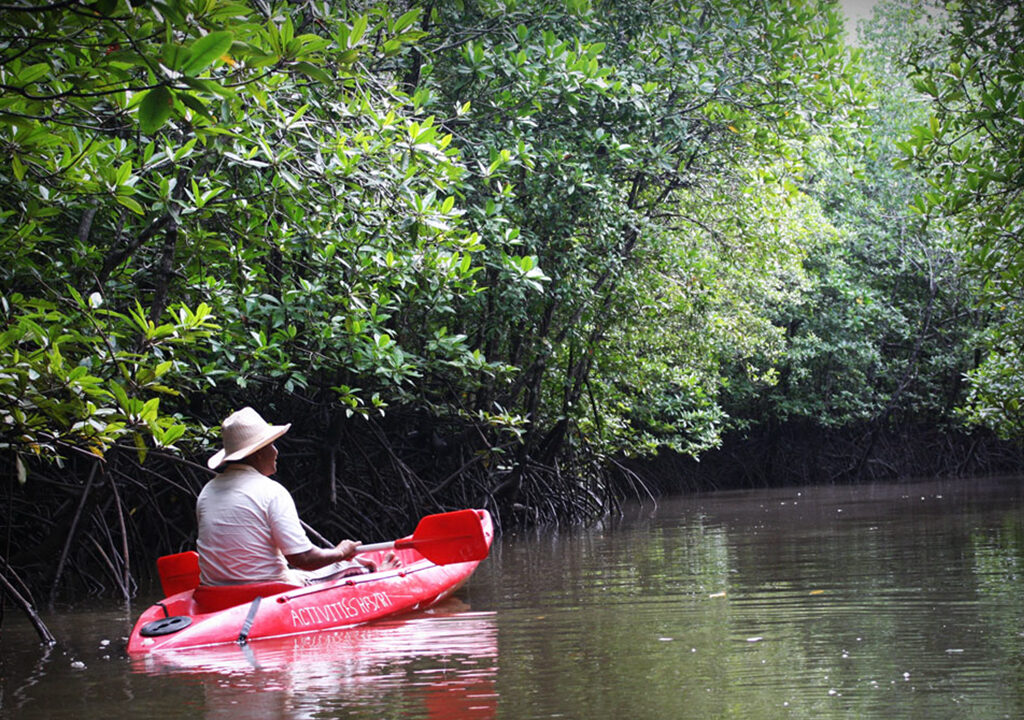Mangrove Forest Kayaking
