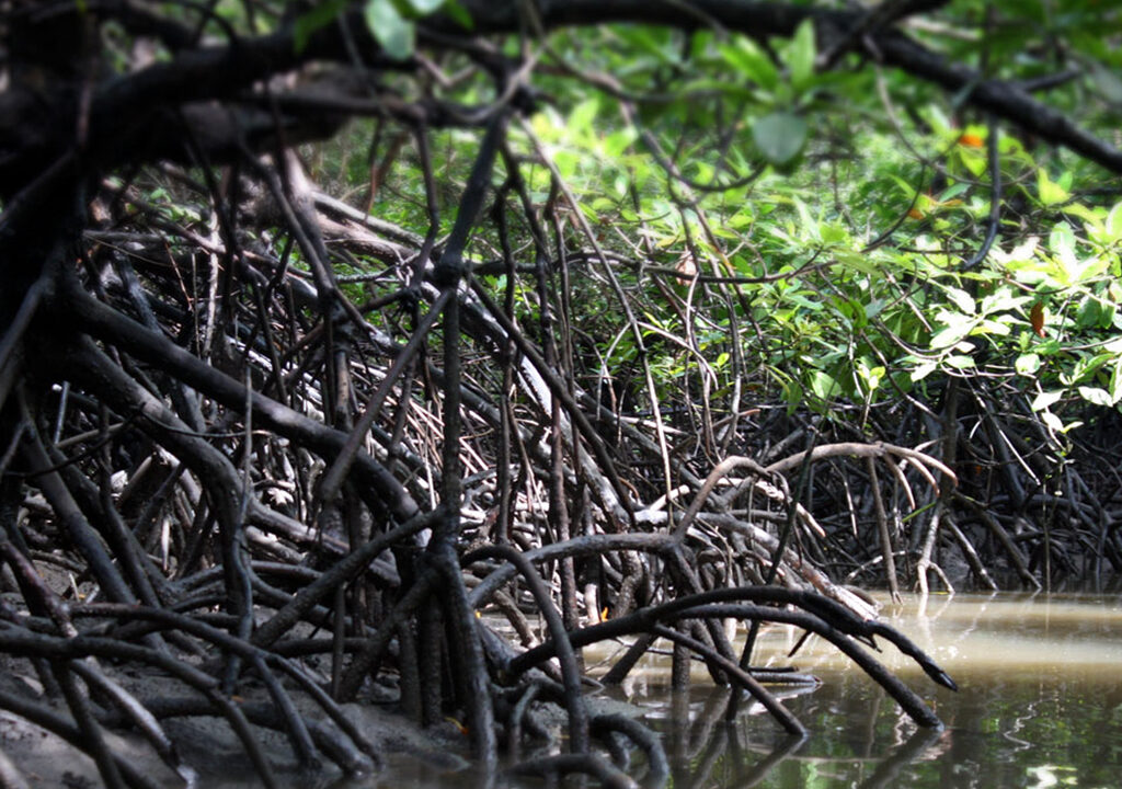 Kajakfahren im Mangrovenwald