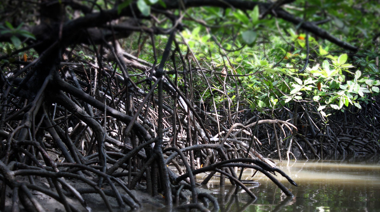 Kayak Dans La Forêt De Mangroves