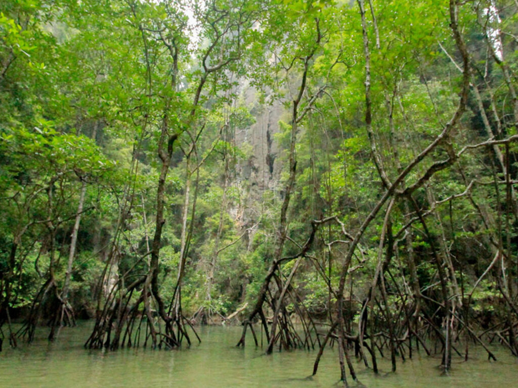 Mangrove Forest Kayaking