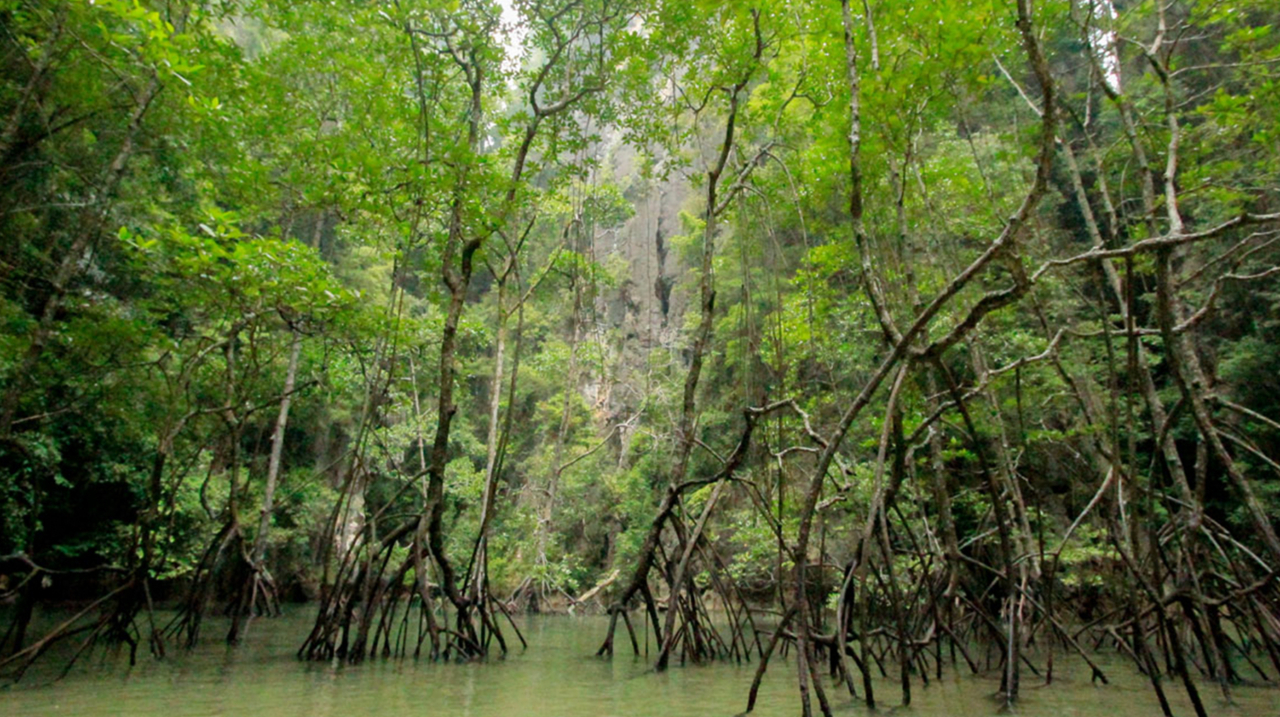 Kayak Dans La Forêt De Mangroves